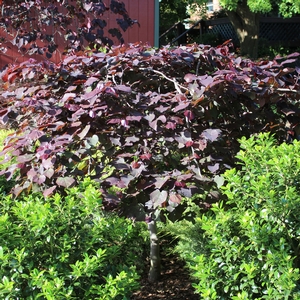 RUBY FALLS WEEPING REDBUD