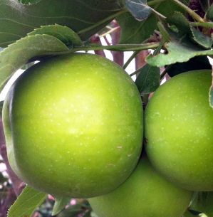 TANGY GREEN™ URBAN® COLUMNAR APPLE