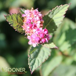 DOUBLE PLAY® ARTISTAN® SPIRAEA