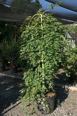 RYUSEN WEEPING JAPANESE MAPLE