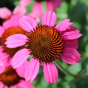AMAZING DREAM CONEFLOWER