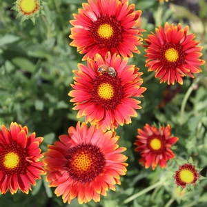 RED SUN BLANKET FLOWER
