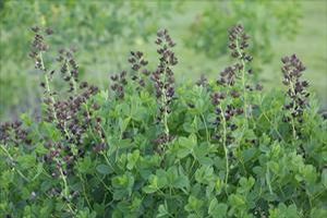 DECADENCE® DUTCH CHOCOLATE FALSE INDIGO
