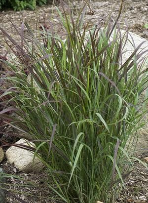PRAIRIE WINDS® CHEYENNE SKY SWITCH GRASS