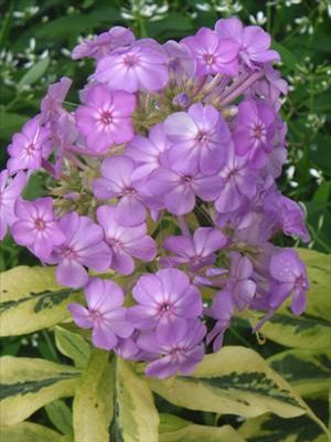 SHOCKWAVE GARDEN PHLOX
