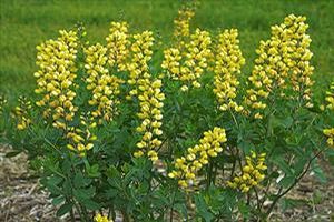 DECADENCE® LEMON MERINGUE FALSE INDIGO