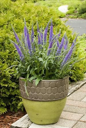 HOCUS POCUS SPEEDWELL