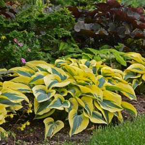 SHADOWLAND® AUTUMN FROST HOSTA