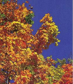 CADDO SUGAR MAPLE