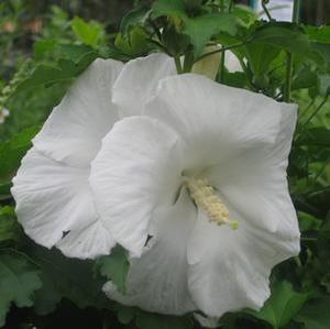 WHITE ANGEL™ ALTHEA