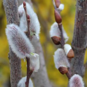 GIANT PUSSY WILLOW