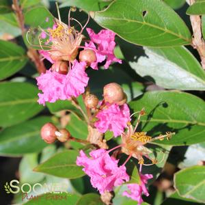 DAZZLE ME PINK® CRAPEMYRTLE