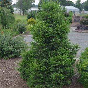 GIOKUMO JAPANESE CRYPTOMERIA