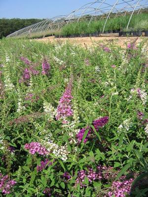 FOURTH OF JULY BUTTERFLY BUSH