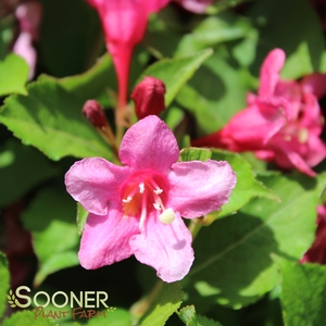 SONIC BLOOM® PINK WEIGELA