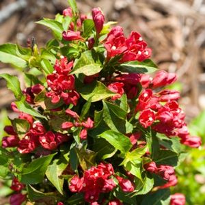 SONIC BLOOM® RED WEIGELA