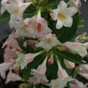 SONIC BLOOM® PEARL WEIGELA