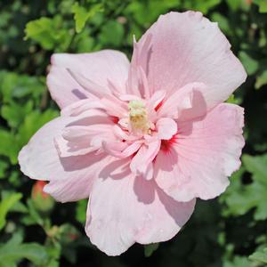 PINK CHIFFON® ALTHEA