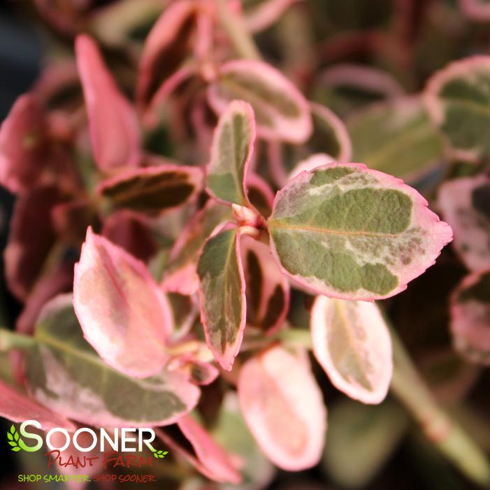 WHITE ALBUM® EUONYMUS