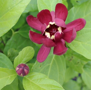 APHRODITE SWEETSHRUB
