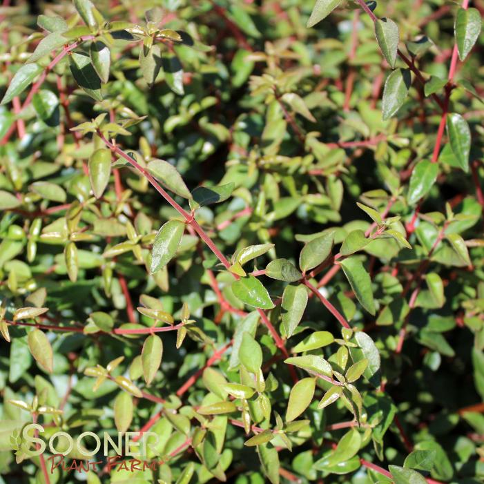 PINKY BELLS® ABELIA