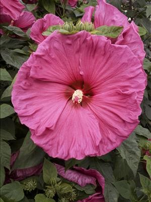 JAZZBERRY JAM HARDY HIBISCUS