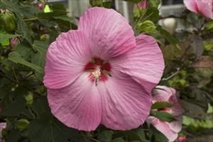 PINK ELEPHANT HARDY HIBISCUS
