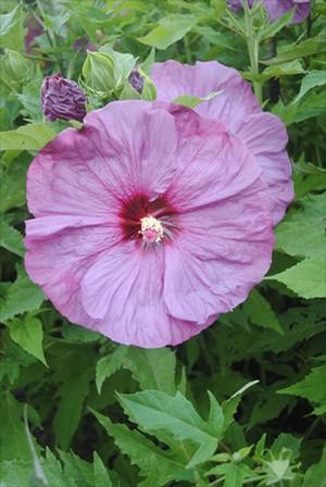 SUMMERIFIC® BERRYLICIOUS HARDY HIBISCUS