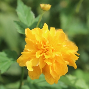 JAPANESE ROSE KERRIA