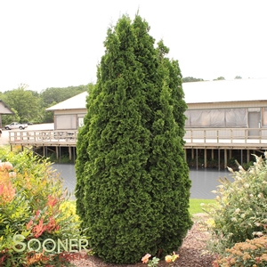 DEGROOT'S SPIRE ARBORVITAE