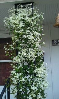 MADISON STAR HARDY JASMINE
