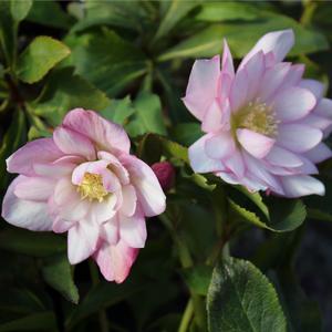 COTTON CANDY WINTER JEWELS™ LENTEN ROSE