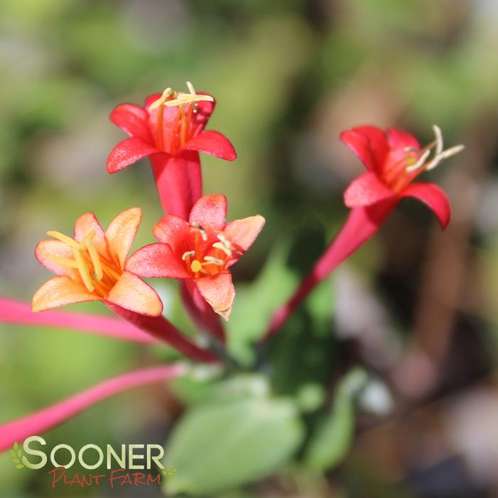 CORAL HONEYSUCKLE