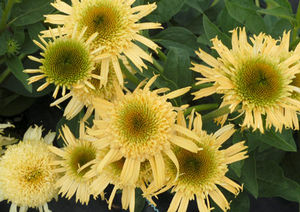 SECRET™ JOY CONEFLOWER