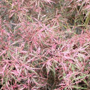 HANA MATOI WEEPING JAPANESE MAPLE