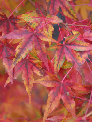 CALICO UPRIGHT JAPANESE MAPLE