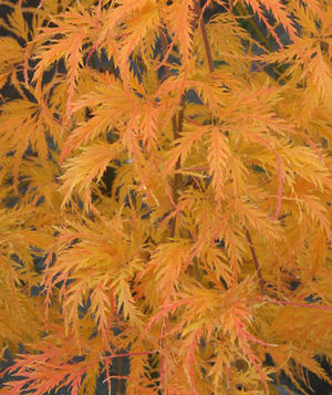 FILIGREE WEEPING JAPANESE MAPLE