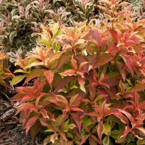 MY MONET® SUNSET WEIGELA