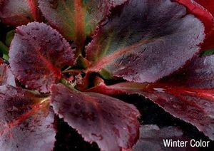 DRAGONFLY™ SAKURA BERGENIA