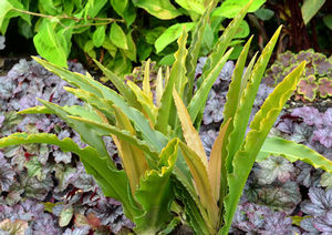 GLOW STICKS PINEAPPLE LILY