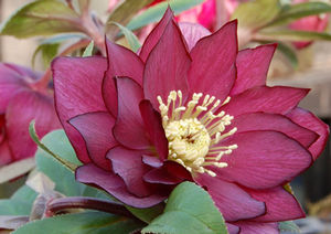 RED SAPPHIRE WINTER JEWELS™ LENTEN ROSE