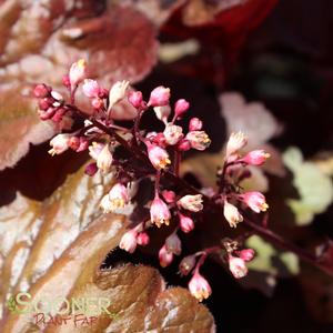 FIRE ALARM CORAL BELLS