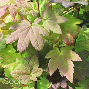 BURGUNDY JEWEL VINE MAPLE