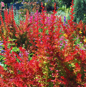 SUNJOY® TANGELO BARBERRY