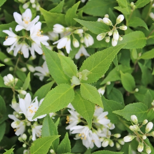 YUKI SNOWFLAKE® DEUTZIA
