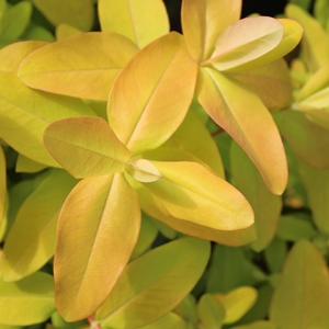 GOLDEN RULE® ST. JOHN'S WORT