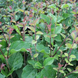 BLOOMERANG® DARK PURPLE LILAC