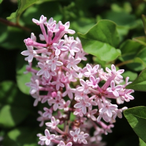 SCENT AND SENSIBILITY™ PINK LILAC