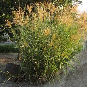 ZEBRA MAIDEN GRASS