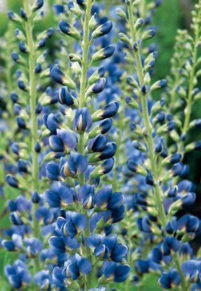 MIDNIGHT PRAIRIEBLUES® FALSE INDIGO